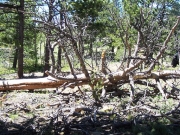 trees_blocking_the_window_part_1
