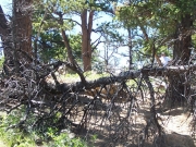 trees_blocking_the_window_part_2