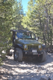 adam_through_trees