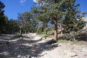 around_a_tree