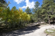 green_and_yellow_aspens
