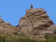 big_baby_bird