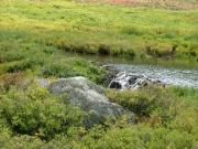 lush