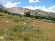 meadow