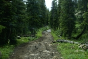 forest_path