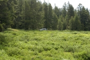 walt_in_the_meadow