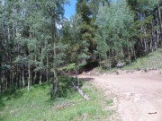 aspens