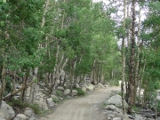 aspens_in_rocks