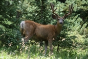 curious_deer
