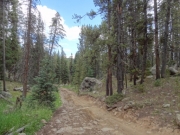 dead_trees