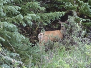 deer