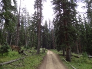 tall_trees