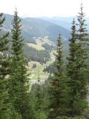 view_in_trees
