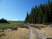 around_some_trees