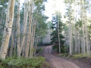 aspens