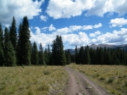 into_the_trees