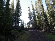 out_of_the_trees