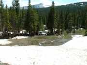 ron_through_the_trees