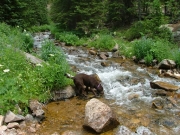 brandy_in_the_creek