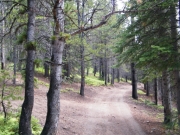 early_trail