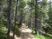 through_trees