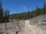 cut_through_downed_trees