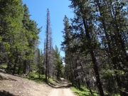 early_trail