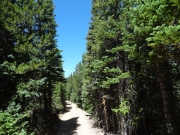 thick_trees