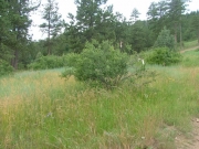 bush_with_markers