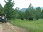 cows