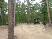in_the_trees