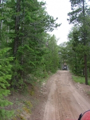 trees