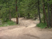 through_the_trees