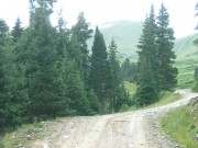 nearing_timberline