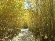 narrow_trail