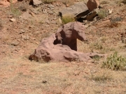 horse_rock