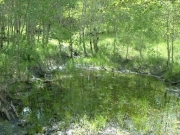 water_bog