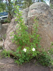 flowers_in_the_chutes