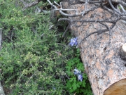 columbines