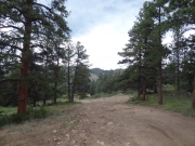 healthy_trees