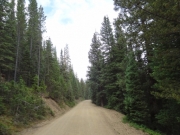 healthy_trees