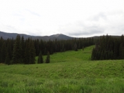 meadow