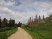 some_dead_trees