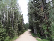 tall_trees