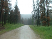 early_trail
