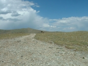 dead_bronco