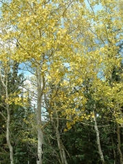 aspens_changing