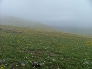 wildflowers