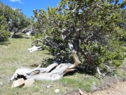 tree_trying_to_grow