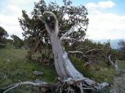 enchanted_tree
